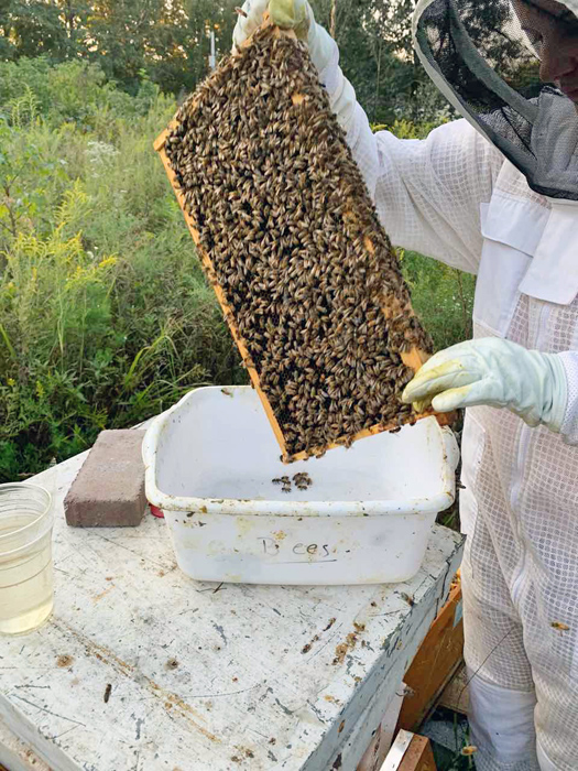 alcohol-wash-for-varroa-mites